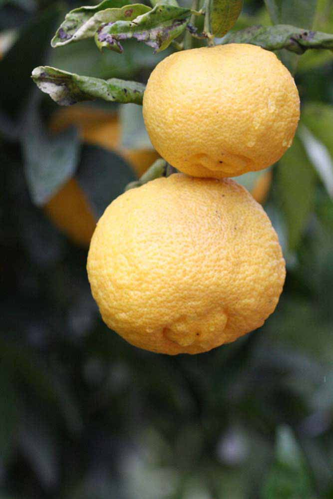            Fruit (Schaub, Riverside, CA)   